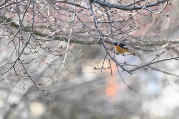 ジョウビタキ 奈良市水上池 2024年2月24日(土)