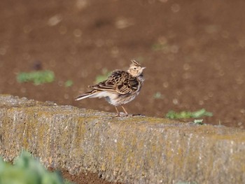 Eurasian Skylark 平塚田んぼ Sat, 2/24/2024