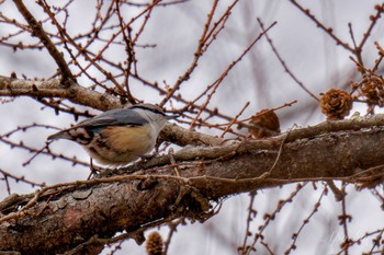 Eurasian Nuthatch 創造の森(山梨県) Sat, 2/17/2024