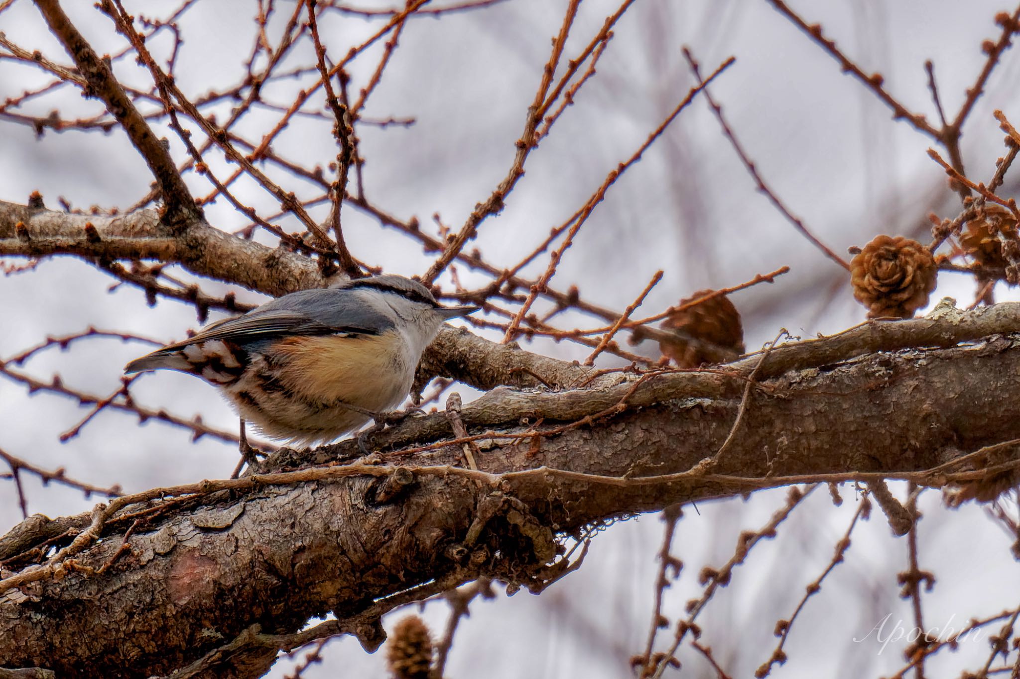 Photo of Eurasian Nuthatch at 創造の森(山梨県) by アポちん