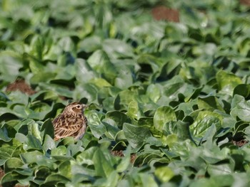 Eurasian Skylark 平塚田んぼ Sat, 2/24/2024