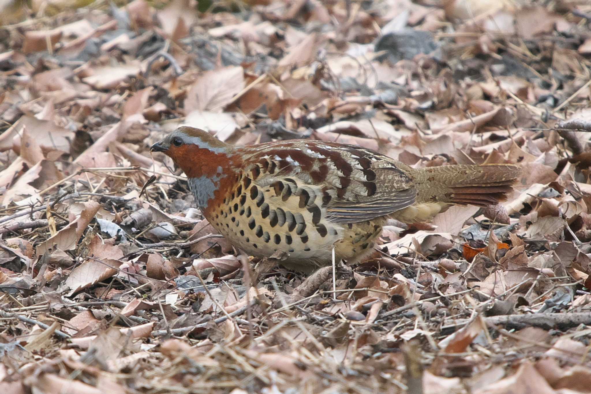 Chinese Bamboo Partridge