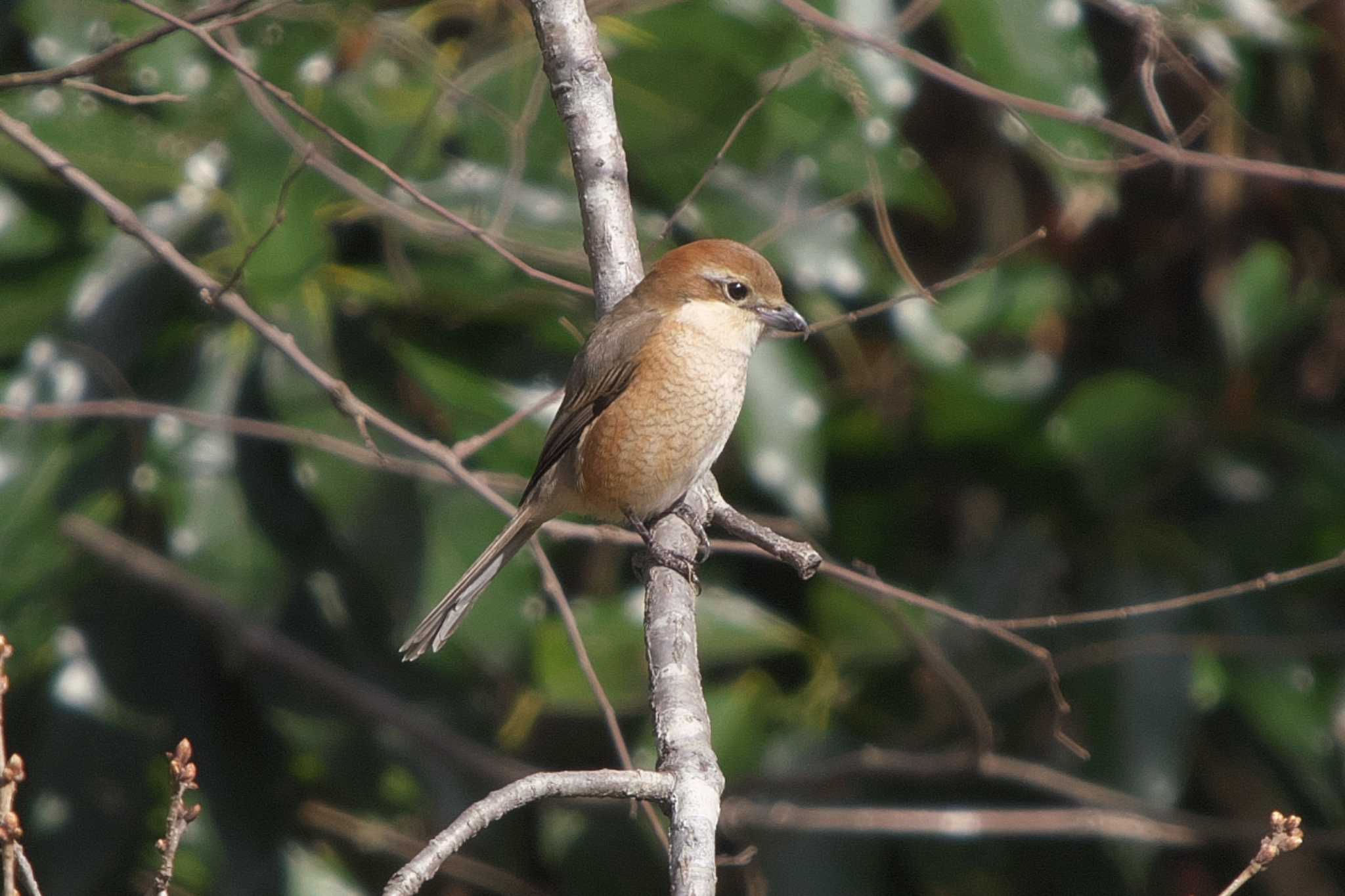 Photo of Bull-headed Shrike at Maioka Park by Y. Watanabe