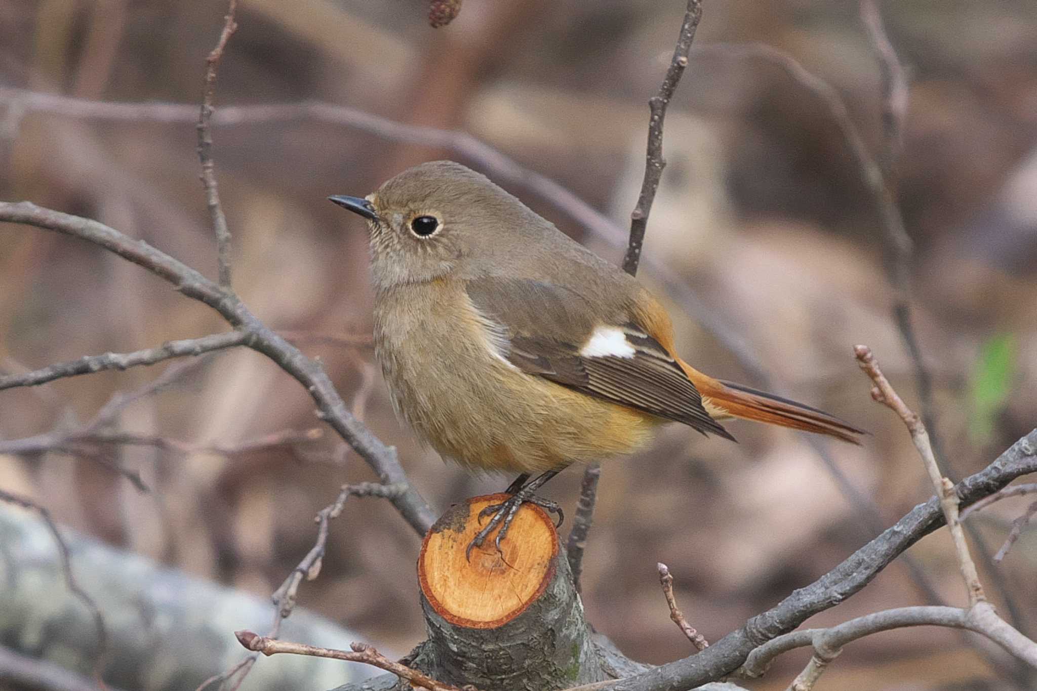 Photo of Daurian Redstart at Maioka Park by Y. Watanabe