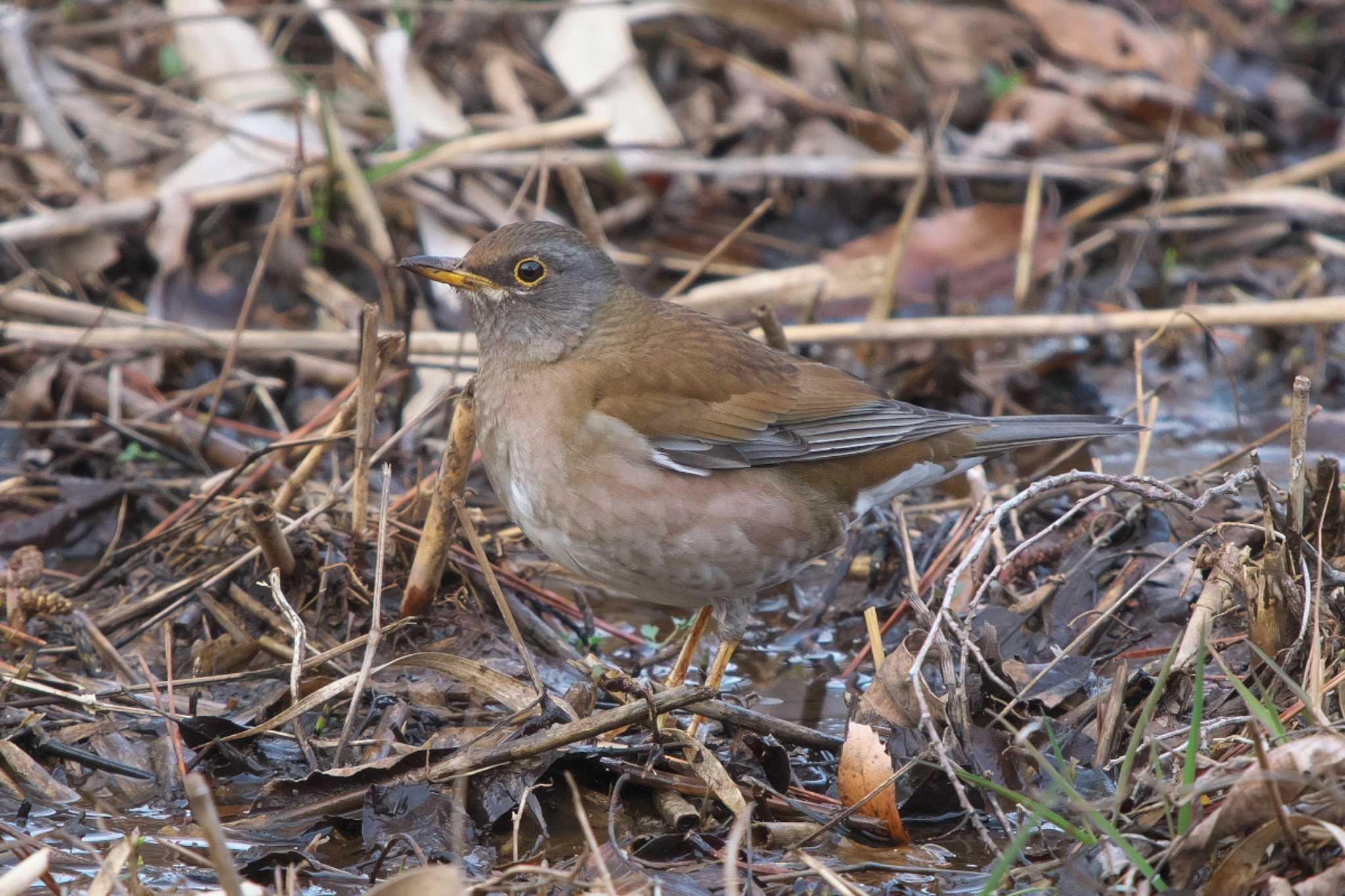 Photo of Pale Thrush at Maioka Park by Y. Watanabe