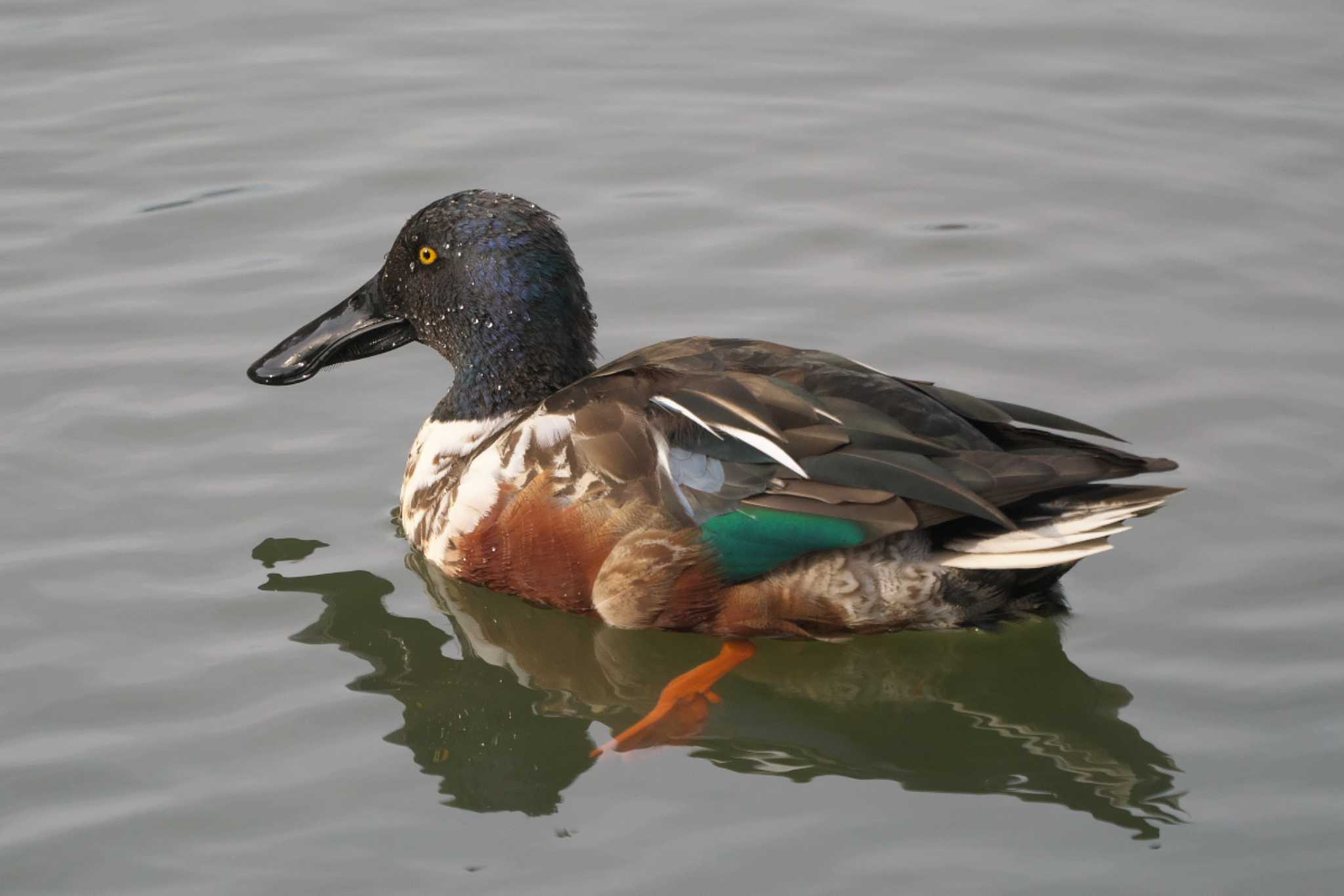 Photo of Northern Shoveler at Maioka Park by Y. Watanabe