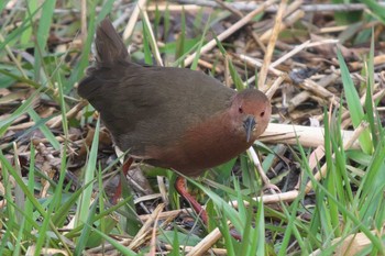 Sat, 2/24/2024 Birding report at Maioka Park