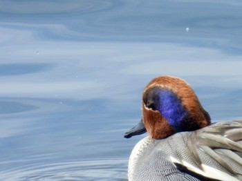 Eurasian Teal 土留木川河口(東海市) Sat, 2/24/2024