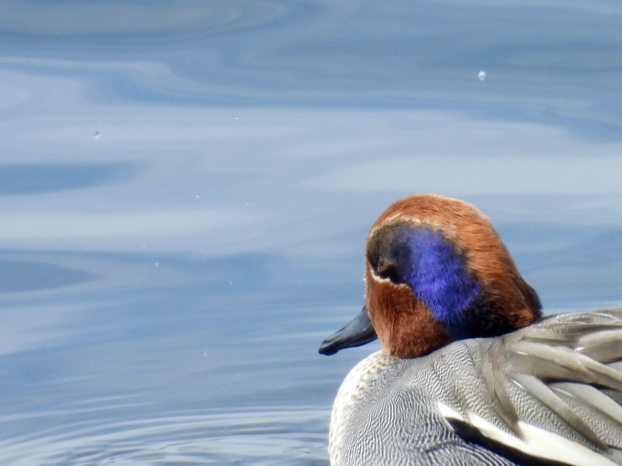 Eurasian Teal