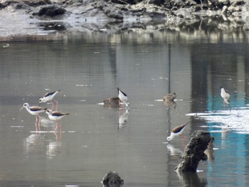 Black-winged Stilt 土留木川河口(東海市) Sat, 2/24/2024