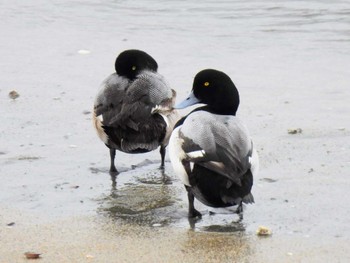 Greater Scaup 衣崎 Sun, 2/25/2024