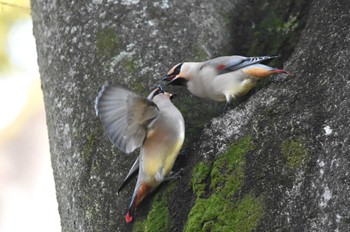 Japanese Waxwing 大室公園 Sat, 2/24/2024