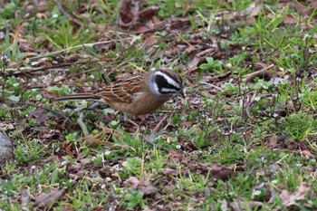 Meadow Bunting Arima Fuji Park Sun, 2/18/2024