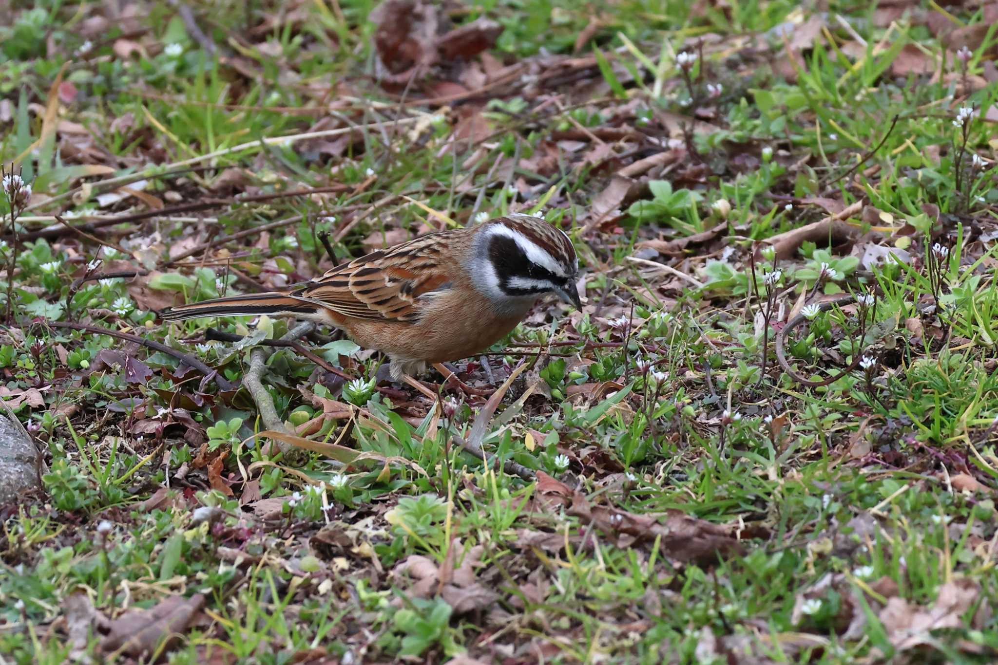 Photo of Meadow Bunting at Arima Fuji Park by いわな