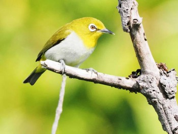 Japanese White-eye(loochooensis) 比屋根湿地 Thu, 5/25/2023