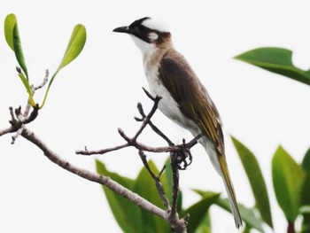 Light-vented Bulbul 比屋根湿地 Thu, 5/25/2023