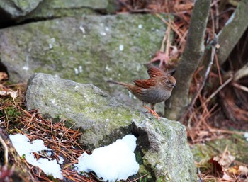 Japanese Accentor 群馬県 Sat, 2/17/2024