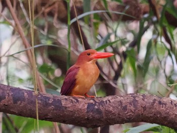 Wed, 5/24/2023 Birding report at Miyako Island