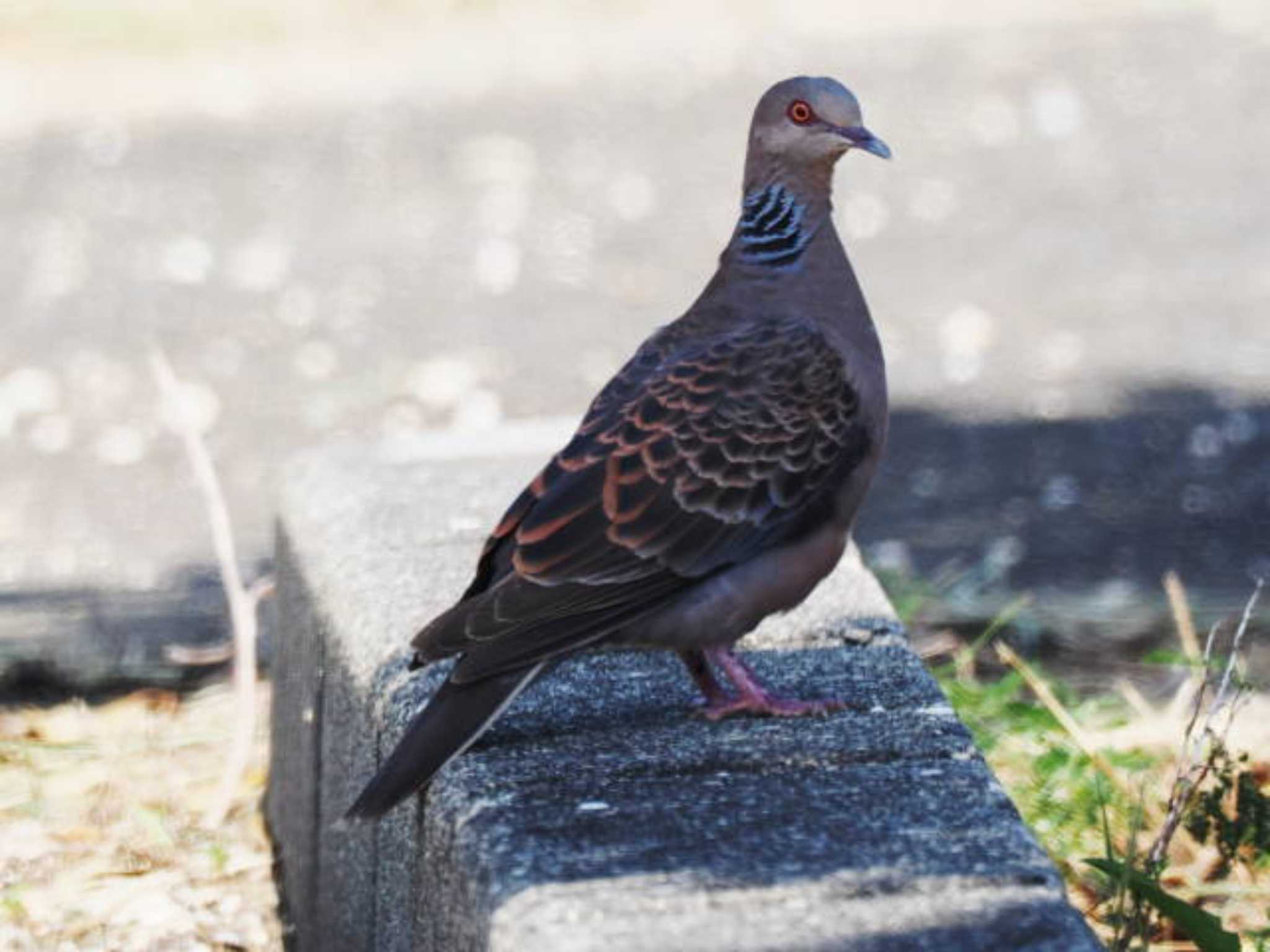 リュウキュウキジバト