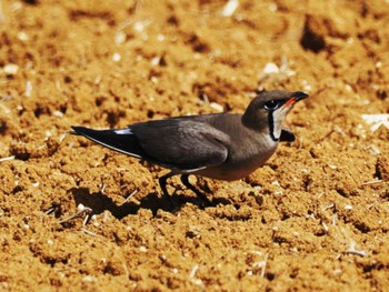 Oriental Pratincole Miyako Island Wed, 5/24/2023