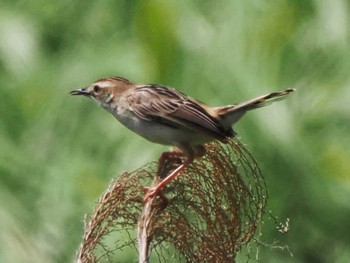 Zitting Cisticola Miyako Island Wed, 5/24/2023