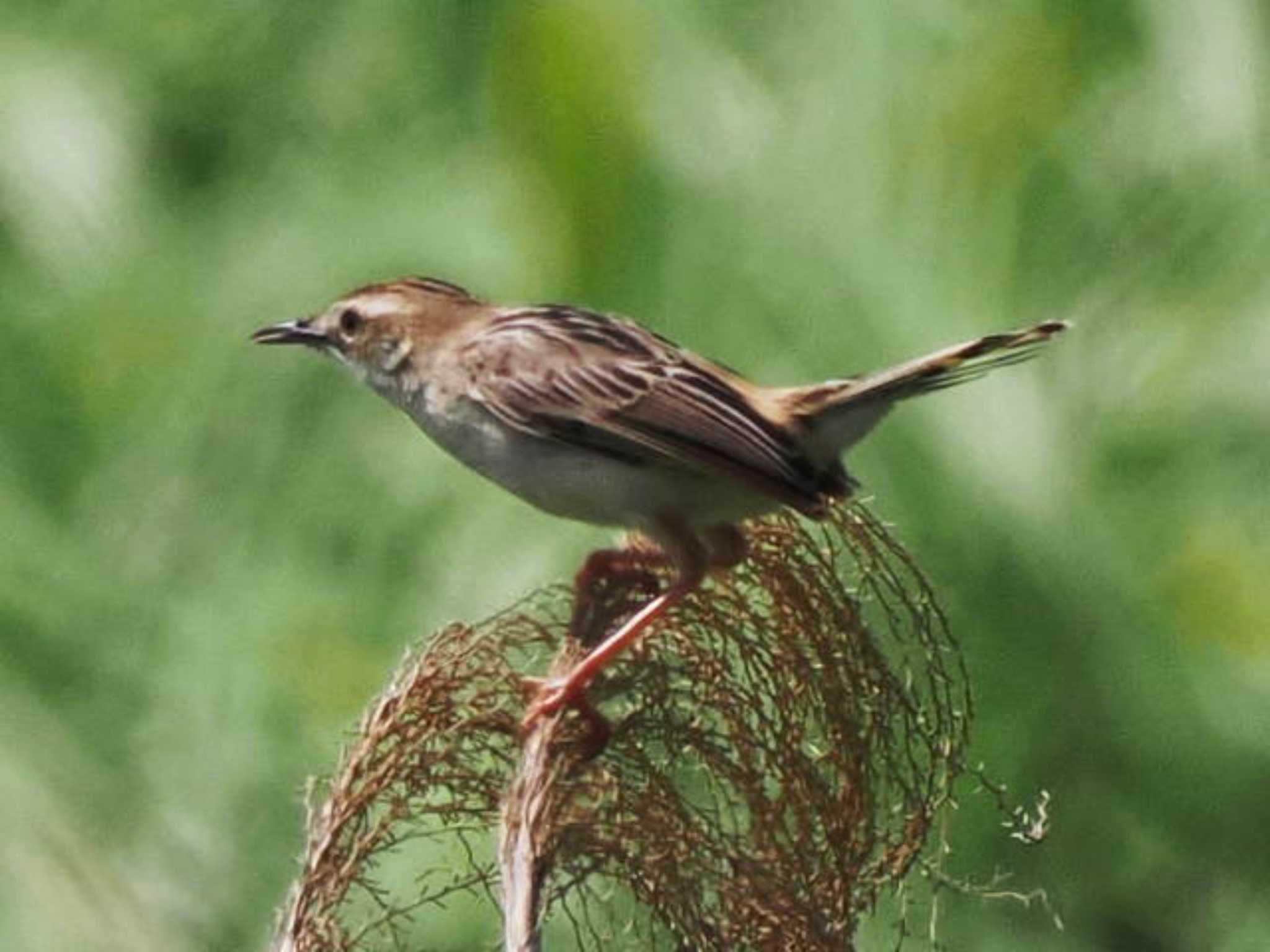 Zitting Cisticola