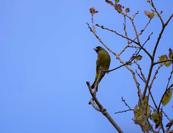 2018年11月28日(水) 昆陽池の野鳥観察記録