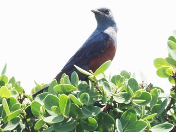 Blue Rock Thrush Miyako Island Wed, 5/24/2023