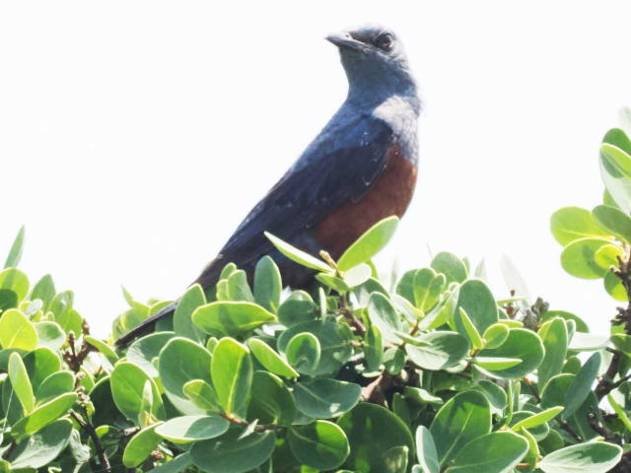 Blue Rock Thrush