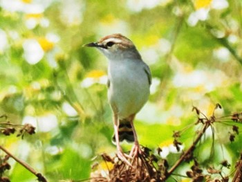 Unknown Species Miyako Island Wed, 5/24/2023