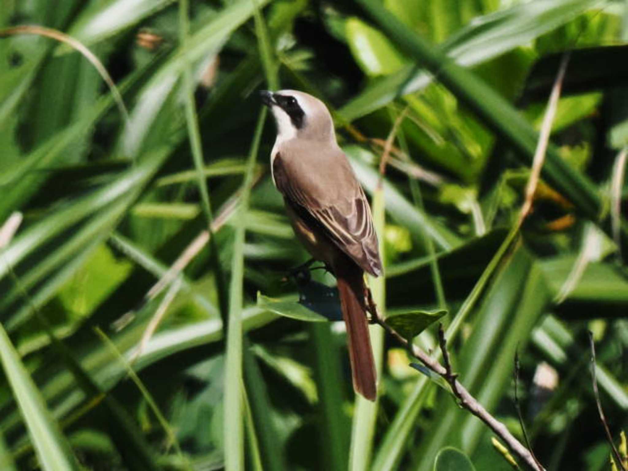 Brown Shrike(lucionensis)