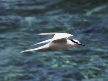 Black-naped Tern Miyako Island Wed, 5/24/2023