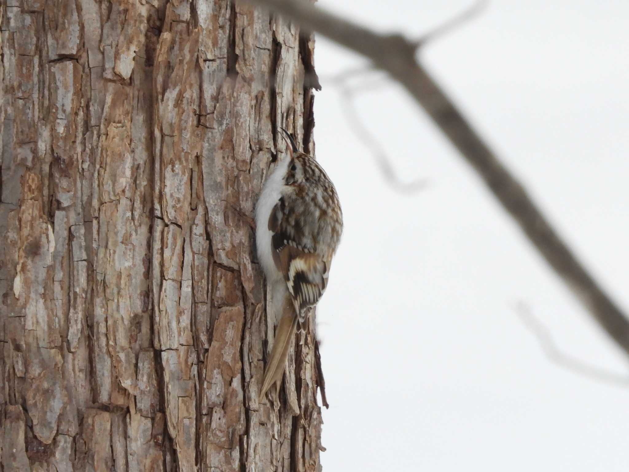 Eurasian Treecreeper