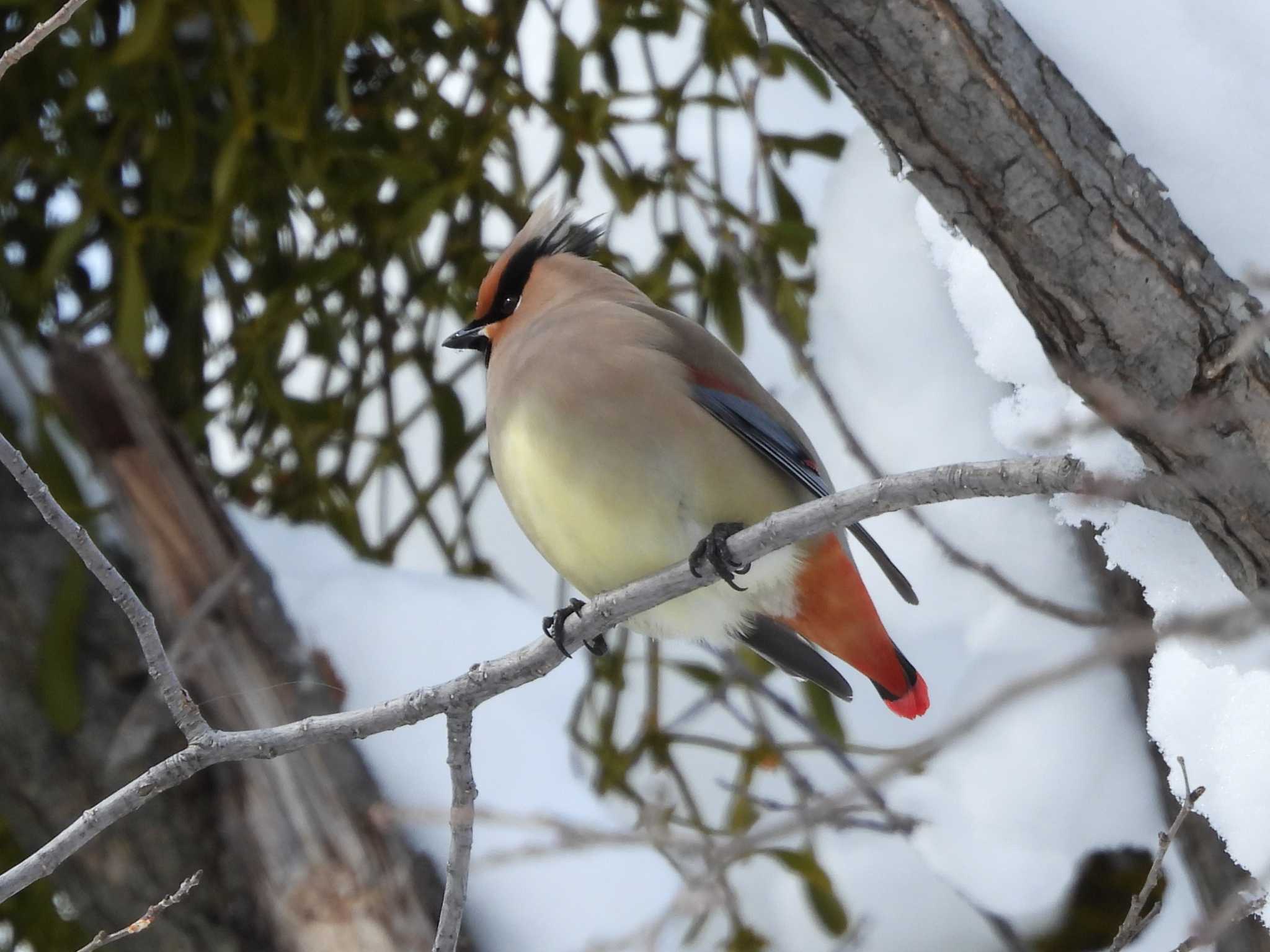 Japanese Waxwing