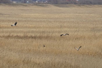 コウノトリ 渡良瀬遊水地 2024年2月13日(火)