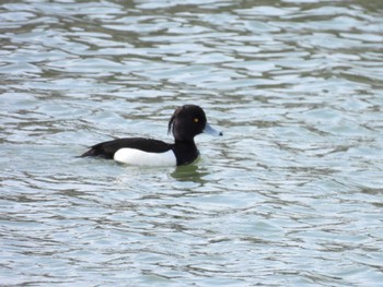 Tufted Duck 宮川河口 Sat, 2/24/2024