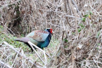 Green Pheasant Asaba Biotope Sun, 2/25/2024