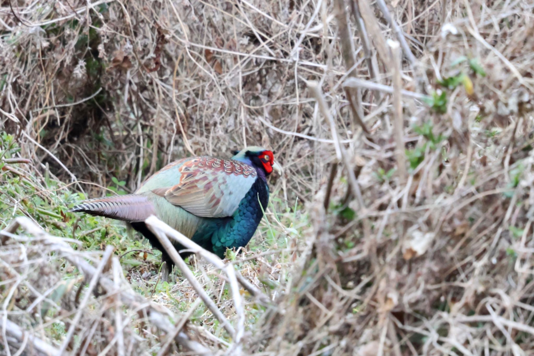 Photo of Green Pheasant at Asaba Biotope by ShinyaYama