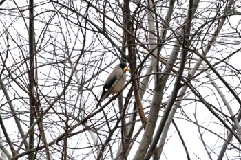 Japanese Grosbeak Asaba Biotope Sun, 2/25/2024