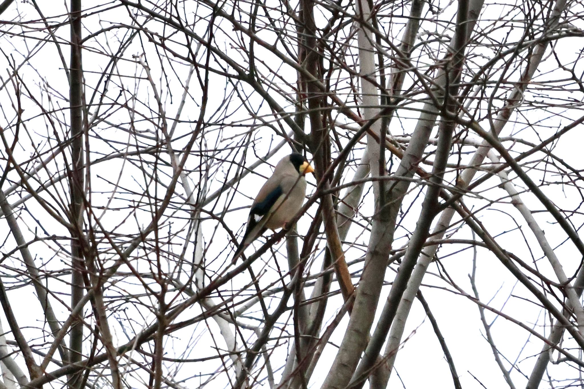 Photo of Japanese Grosbeak at Asaba Biotope by ShinyaYama