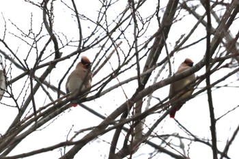 Japanese Waxwing Asaba Biotope Sun, 2/25/2024