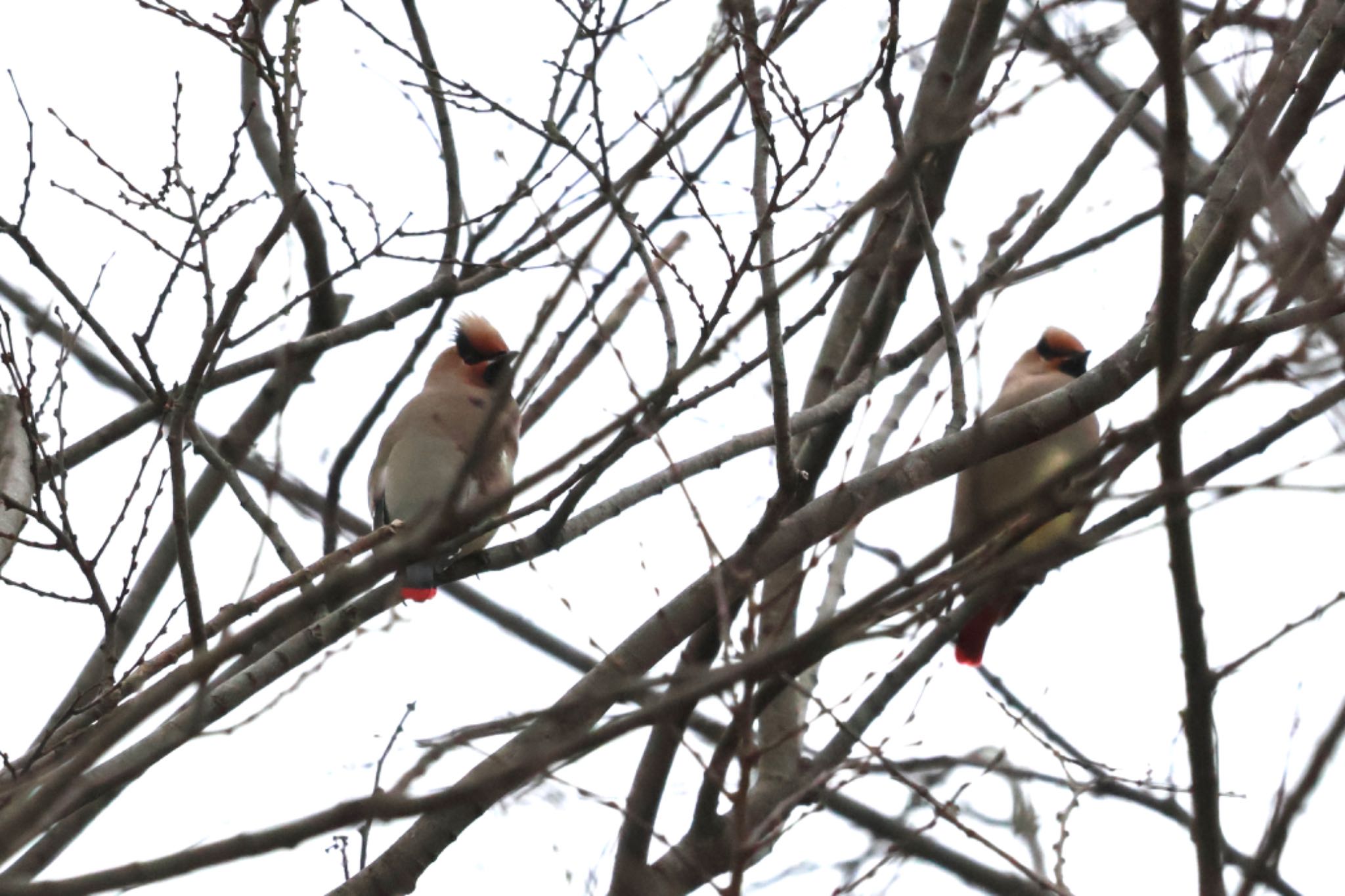 Photo of Japanese Waxwing at Asaba Biotope by ShinyaYama