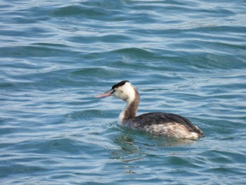 Great Crested Grebe 宮川河口 Sat, 2/24/2024