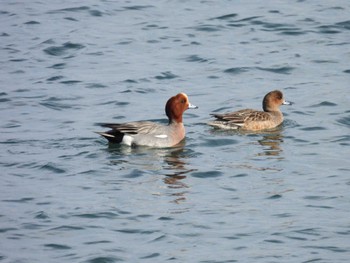 Eurasian Wigeon 宮川河口 Sat, 2/24/2024