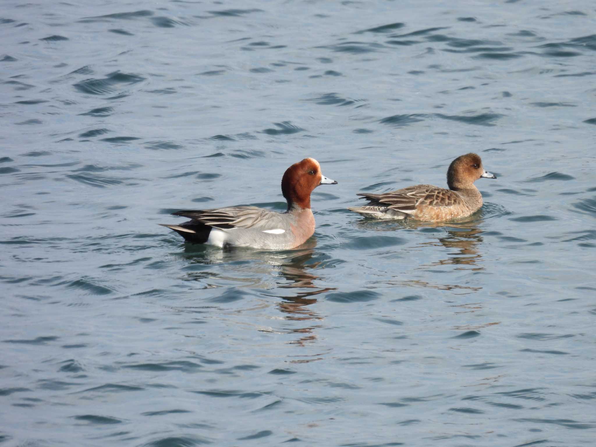 Eurasian Wigeon