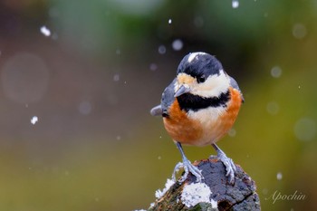 Varied Tit 西湖野鳥の森公園 Fri, 2/23/2024