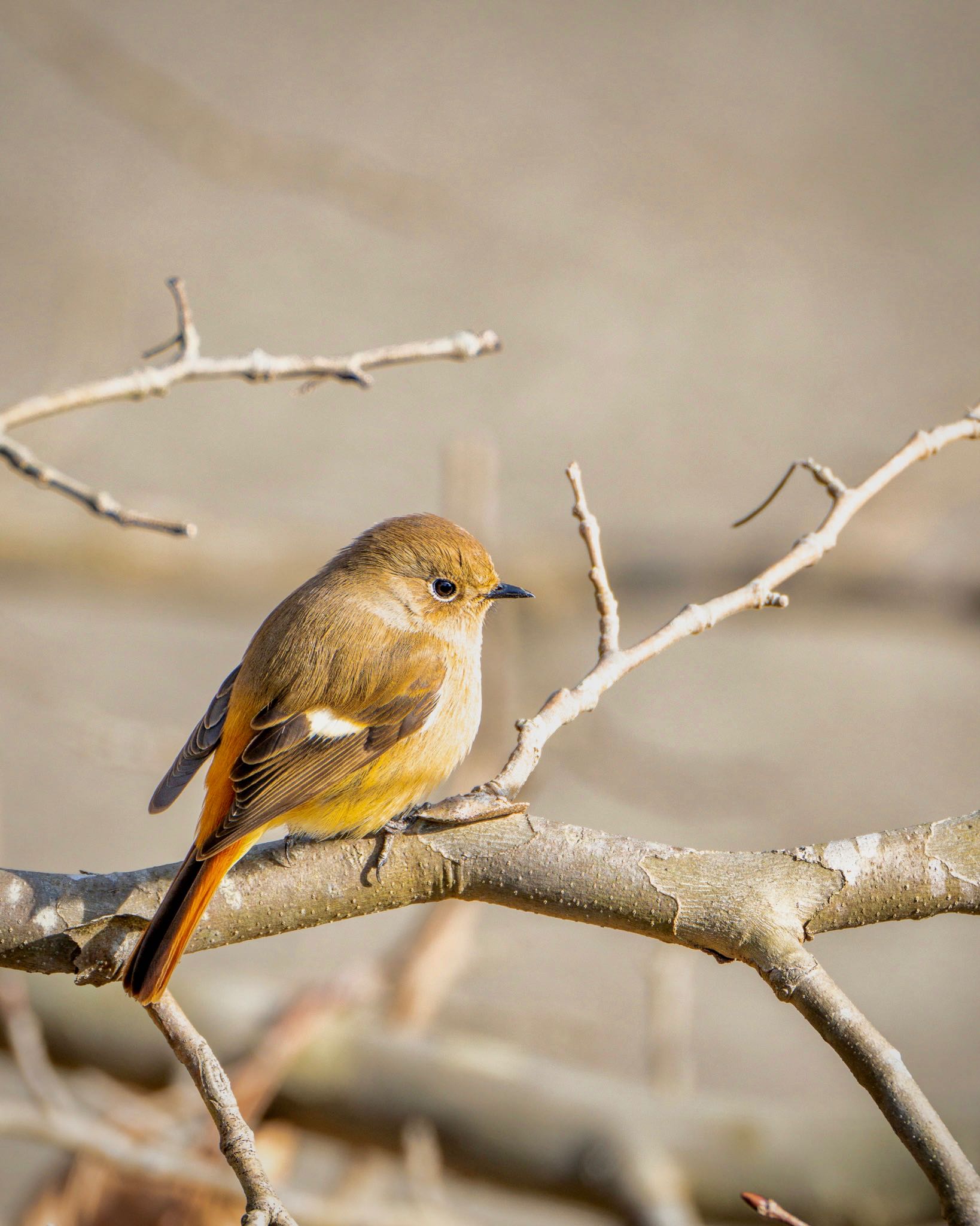 Photo of Daurian Redstart at とくしま植物園 by 西永靖雄