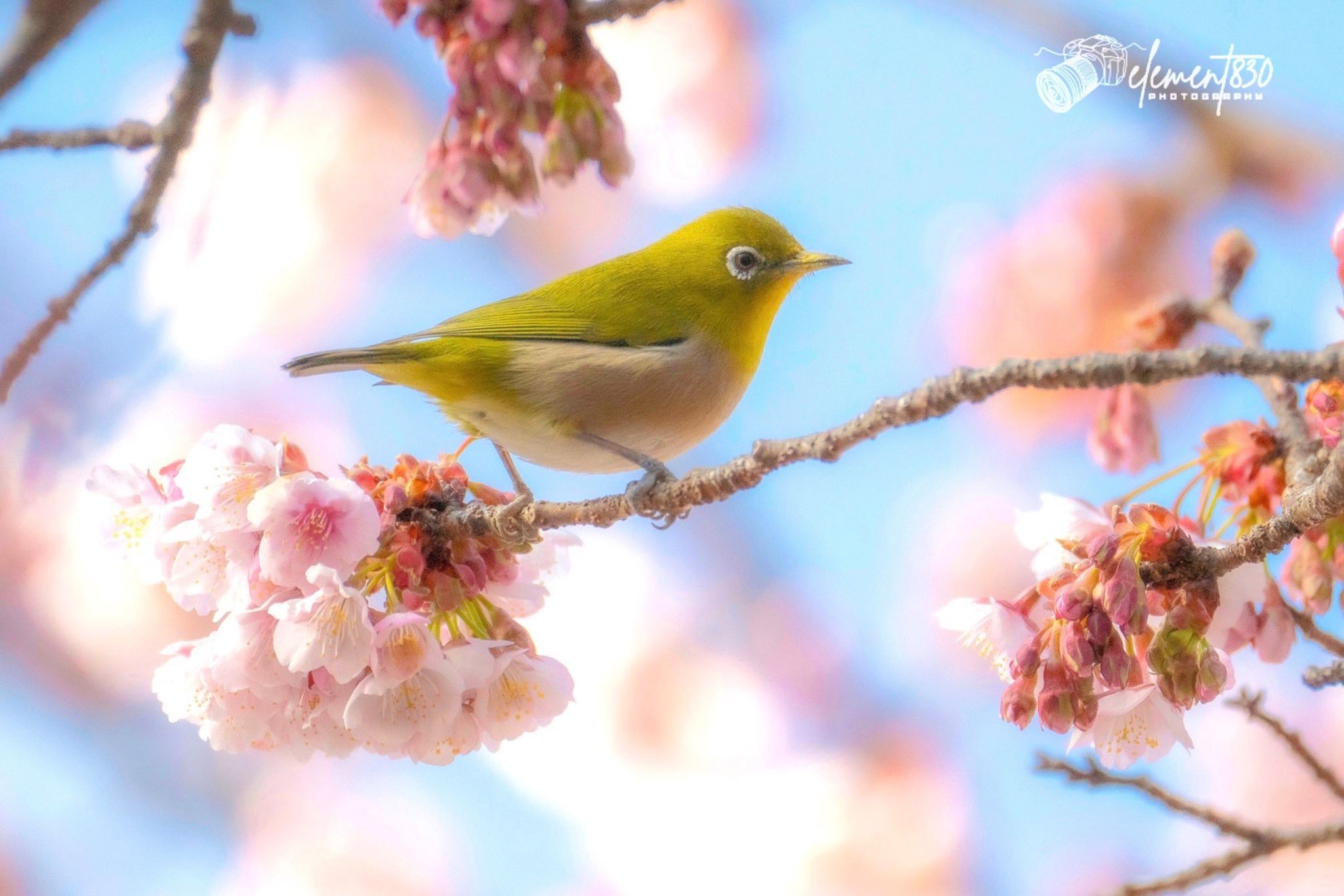 Photo of Warbling White-eye at 徳島県両国橋 by 西永靖雄