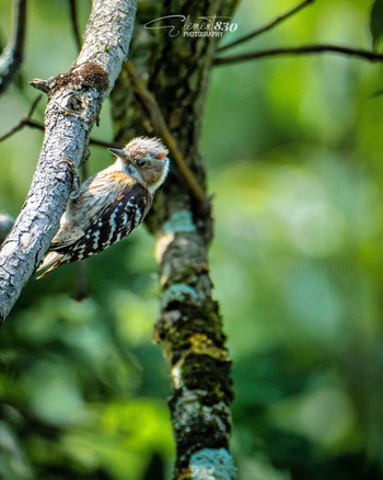 Japanese Pygmy Woodpecker 京都府立植物園 Unknown Date