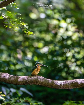 Common Kingfisher 京都府立植物園 Unknown Date